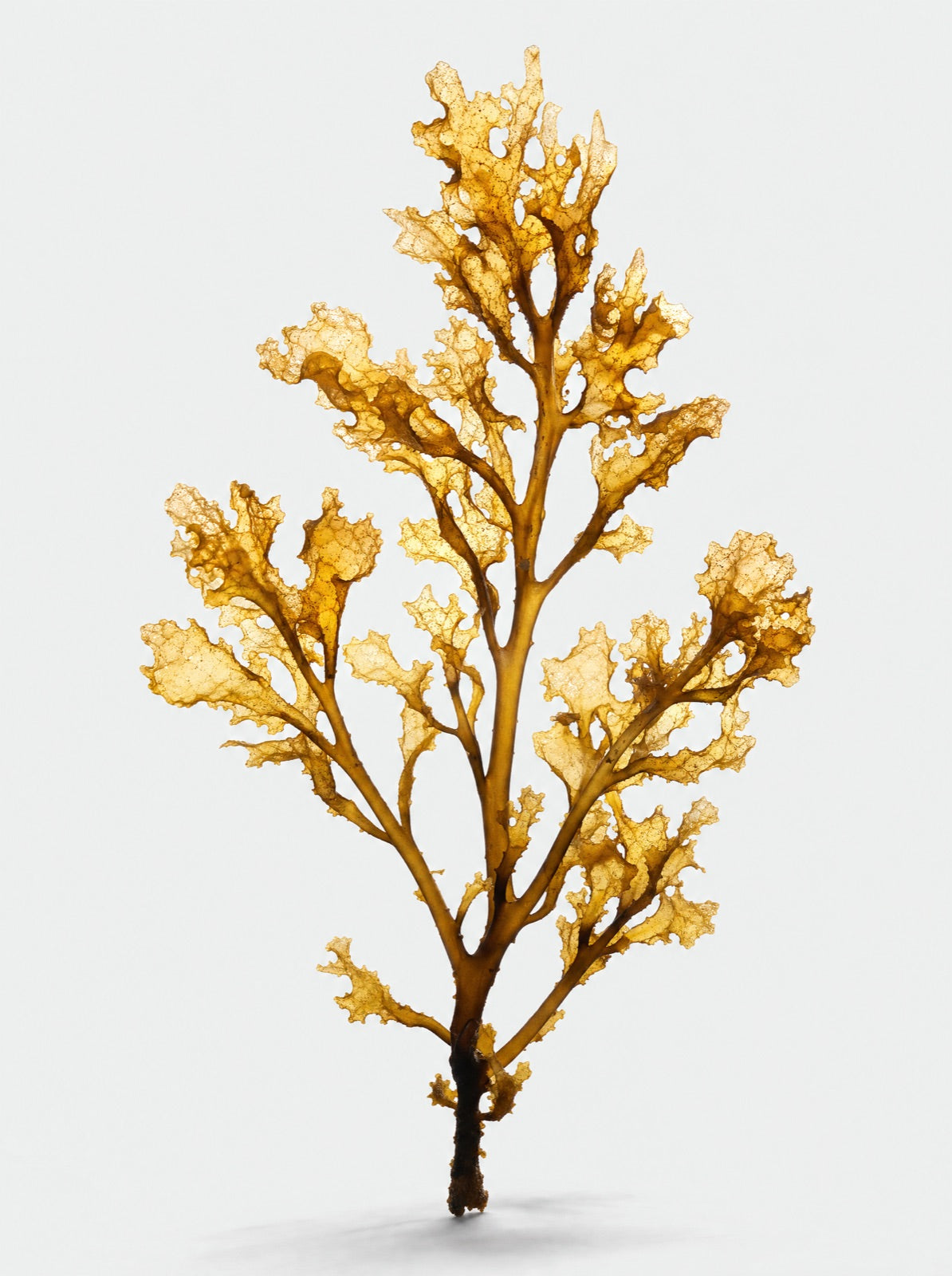 Sea moss frond