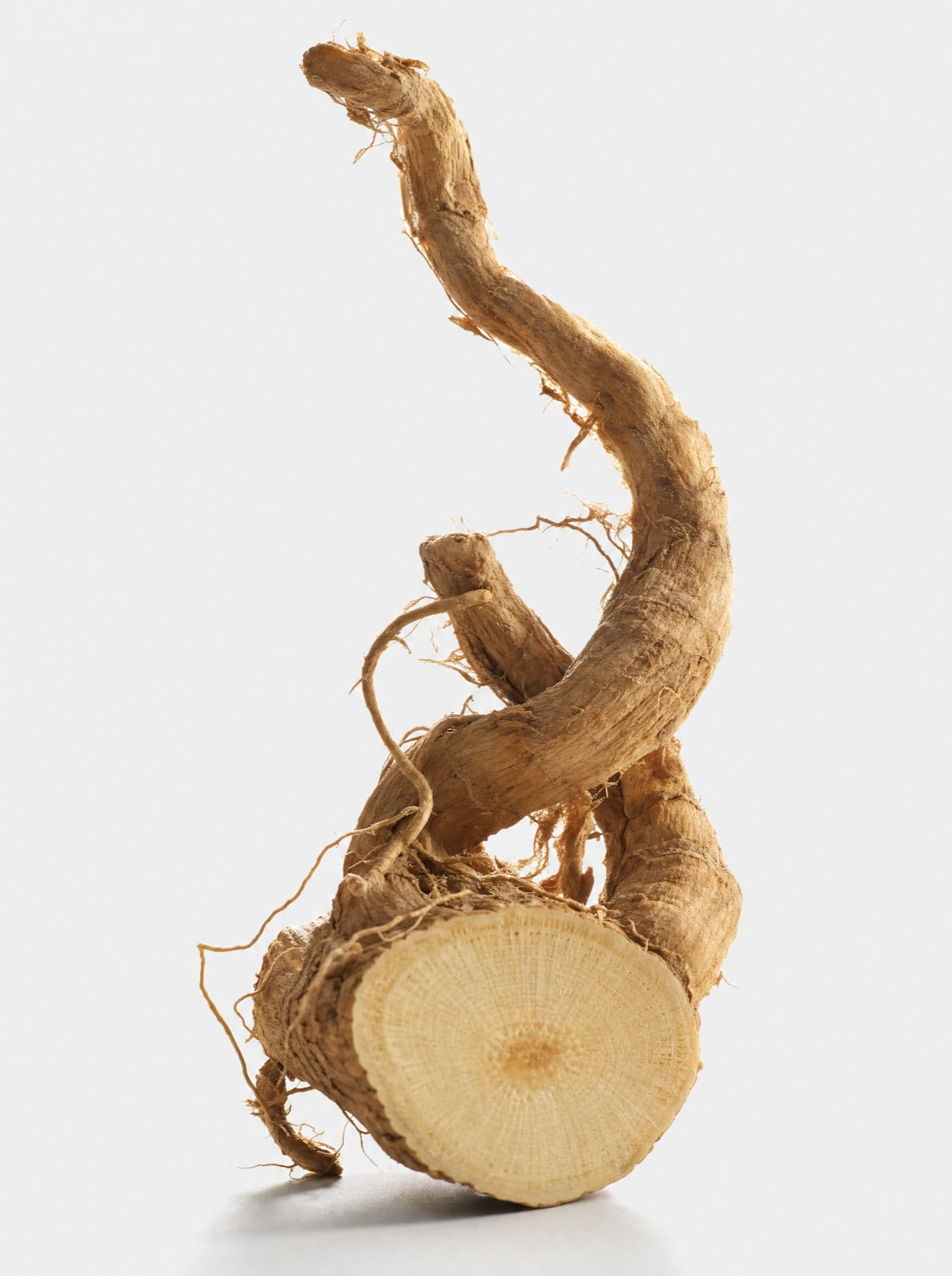 Tongkat ali root